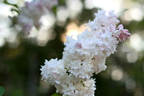 Romatic flores, pétalas brancas, pequenas flores, verão, bokeh, flores