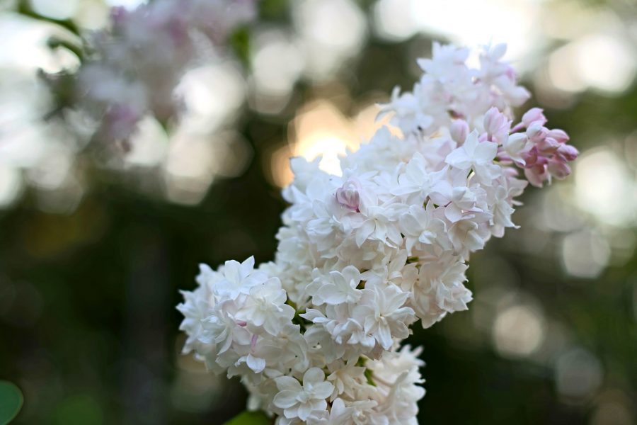 romatic bunga, kelopak bunga berwarna putih, bunga-bunga kecil, musim panas, bokeh, bunga