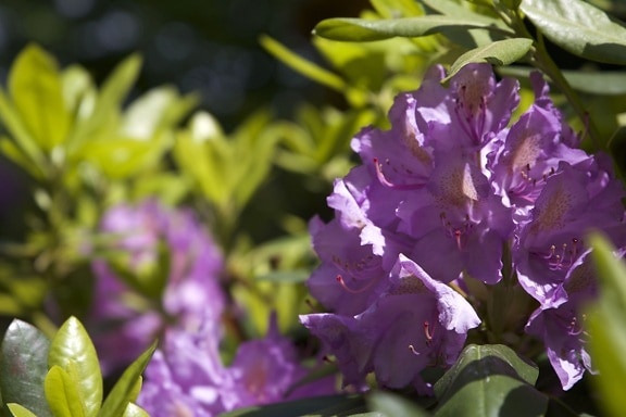 фіолетовий пелюстки, пурпурні квіти, близькі до, квіти, влітку