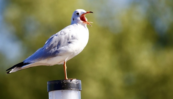 white seagull, bird wings, animal, avian, beautiful bird