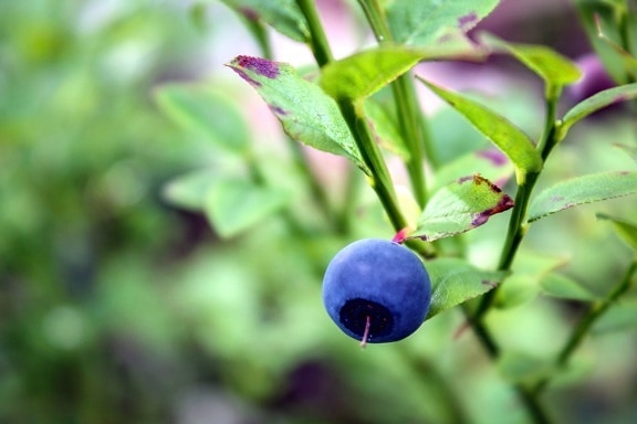 antioksidan berry blueberry, buah, manis, lezat