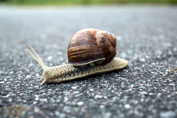 snail, shell, animal, asphalt, brown, spiral, road