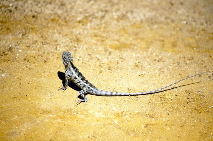 lizard, reptile, sand, exotic animal, daylight, animal, beach