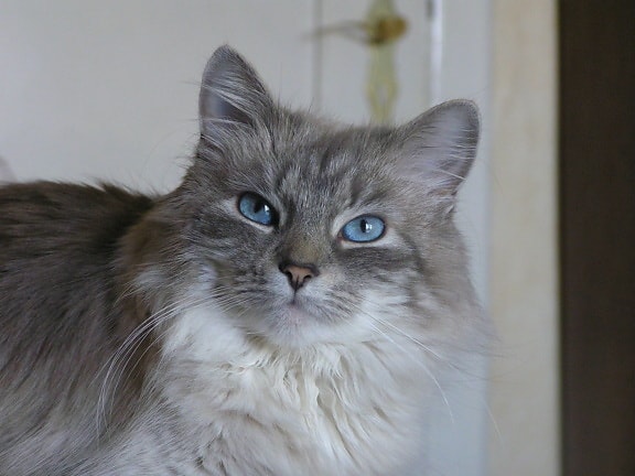 cute cat, blue eyes, animal, gray cat, portrait