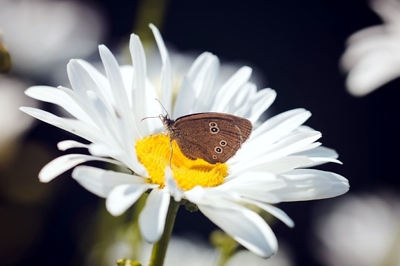 butterfly, animal, beautiful, pollen, summer, flower