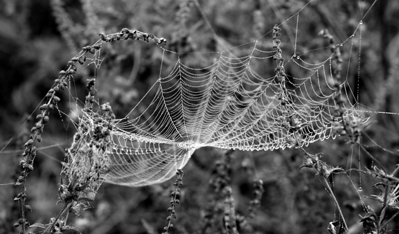 araignée, web, piège