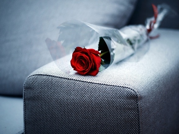red rose, laying, sofa, Valentines day