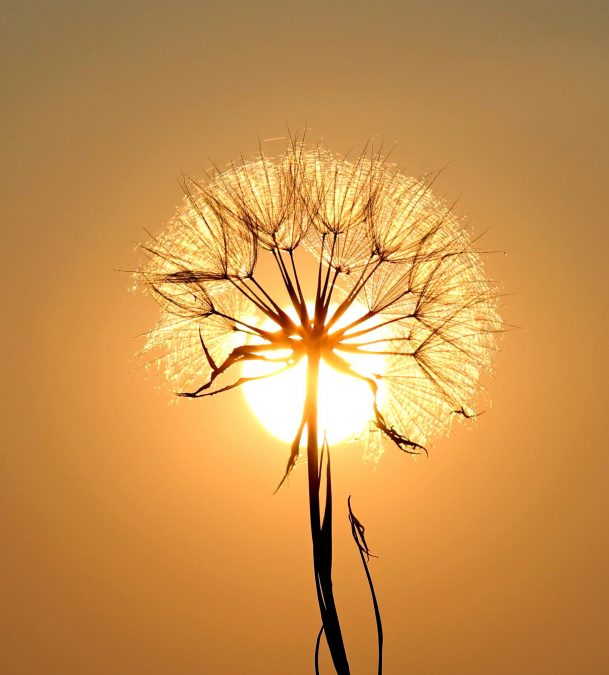 dandelion, Sun, seed, sunset