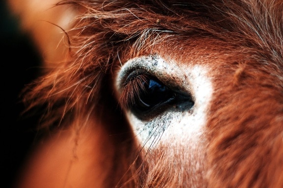 horse eye, close