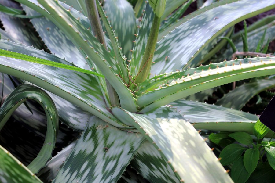 Aloe-Pflanze, sabaca Pflanze, Kaktus