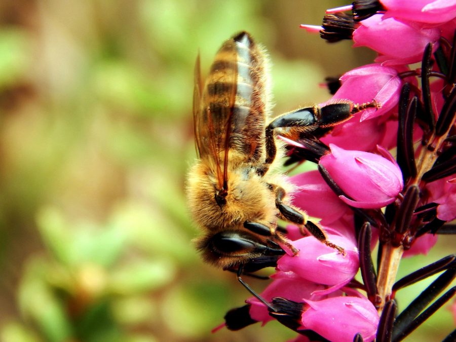 пчела, цветя, насекоми