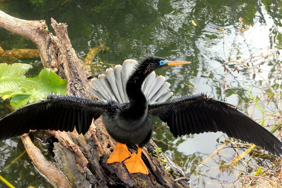 anhinga bird, black bird, wings, lake