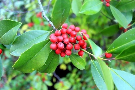 Asian holly plant, berries, branch