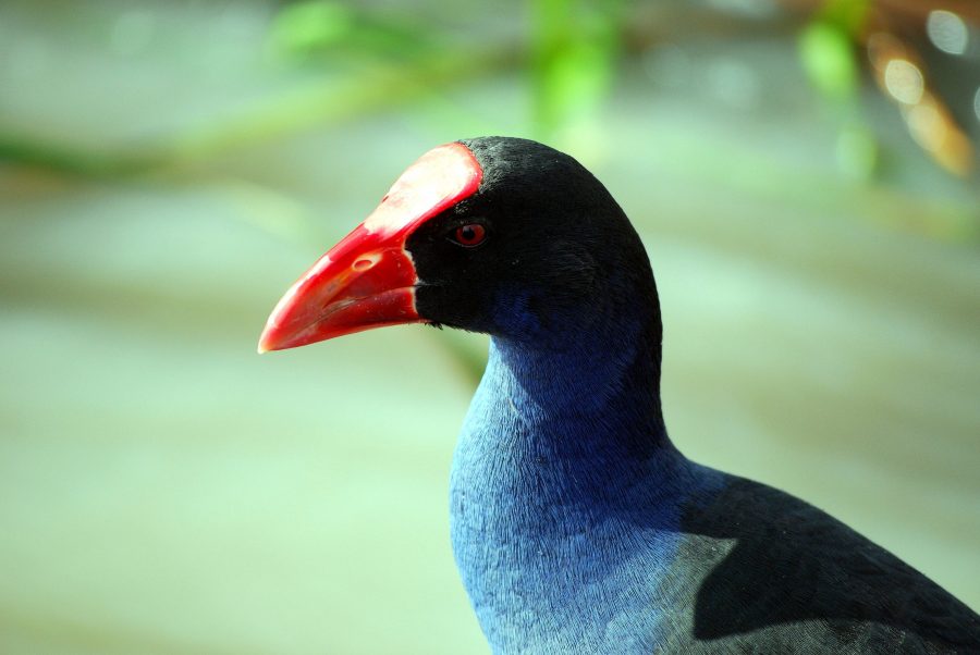 Австралийски синя птица, swamphen птица