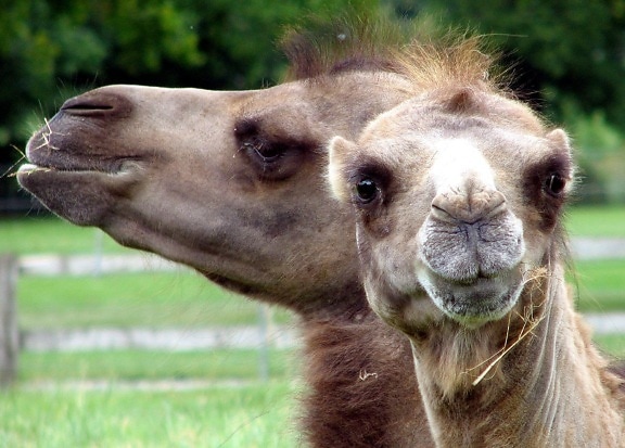 bactrian Kamel, Tiere, Kopf