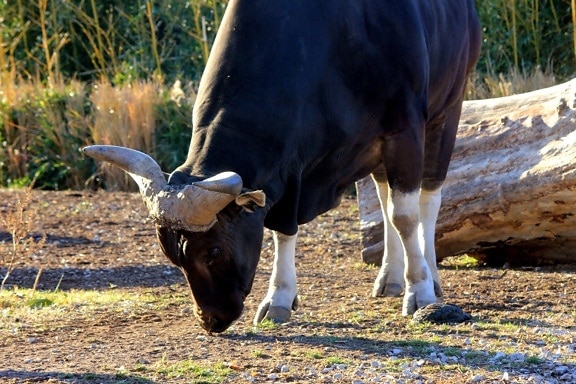 banteng cow, cattle, southeast Asia