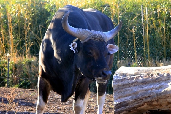 Бантенг корова, Австралия, коровы, крупный рогатый скот, животное