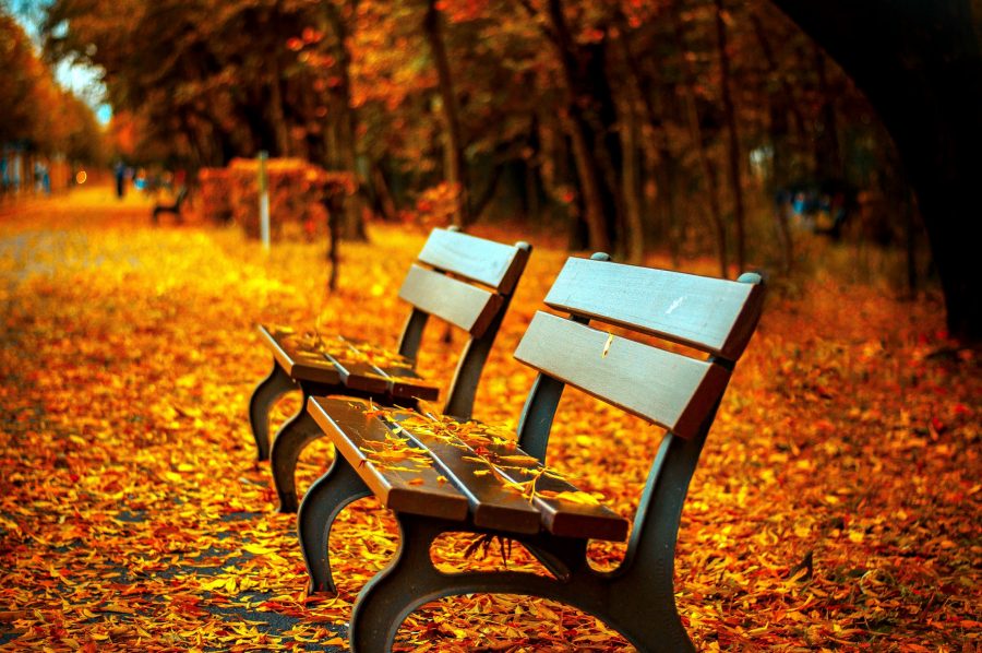 bench, autumn, park