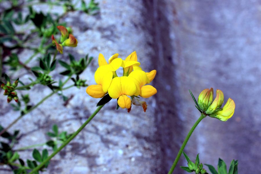 большой желтый цветок