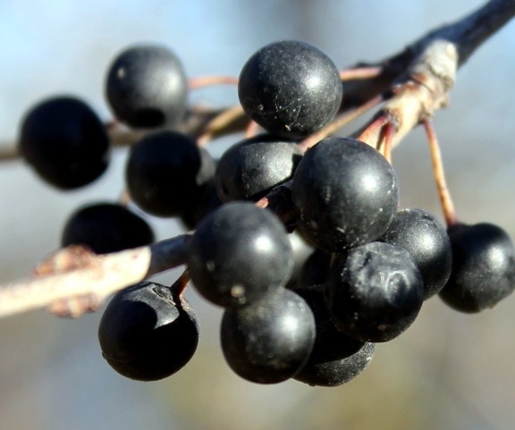 sort farvede bær, brombær, frugt