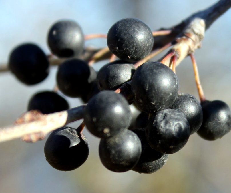 Black berry berwarna, BlackBerry, buah