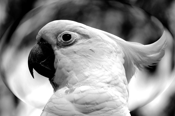 hvid papegøje, foto, cockatiel fugl