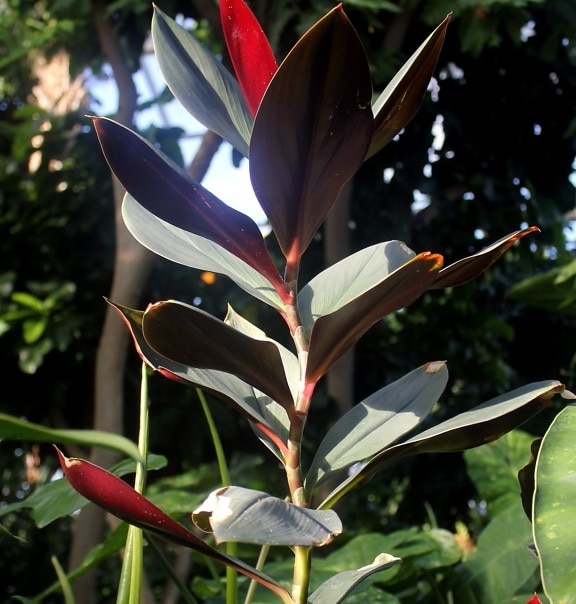 красный, спираль растения, Флора