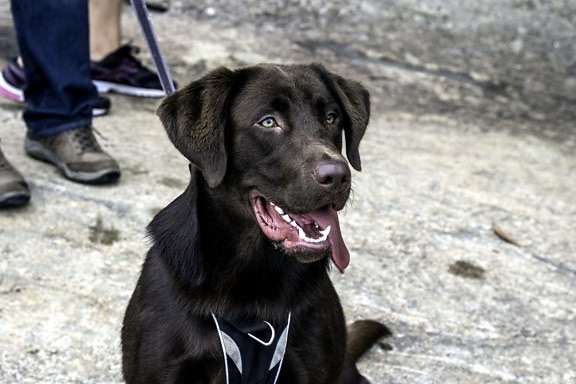 茶色のラブラドール ・ レトリーバー犬