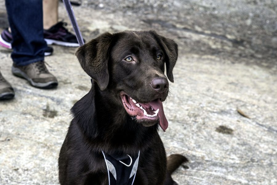 braune Labrador, Retriever Hund