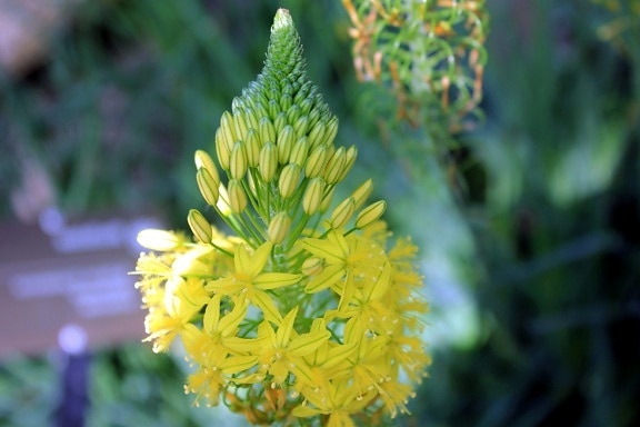bombilla fhaped flor, planta