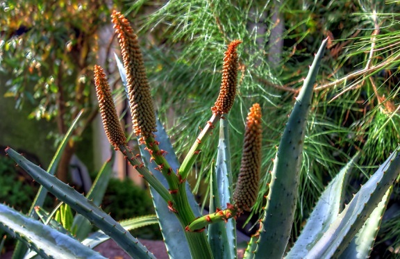 Kap Aloe-Pflanze, Afrika