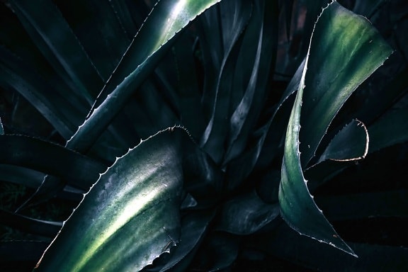 plant, green leaf