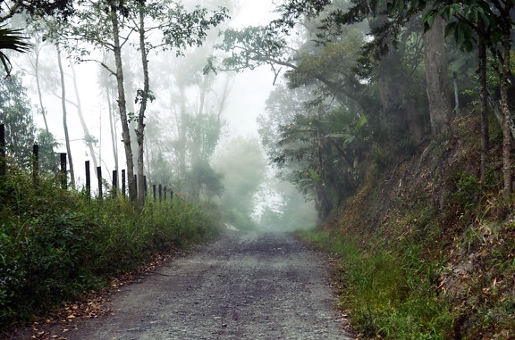 road, trees, fog, forest