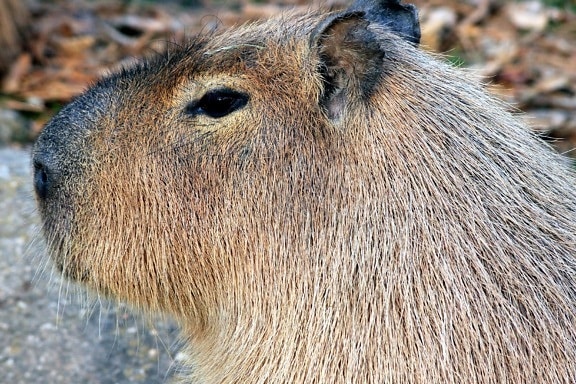 capybara, rodent, animal