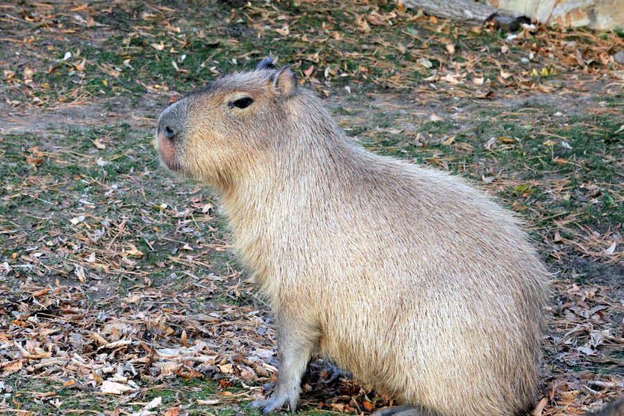 Kapibara, gryzoni