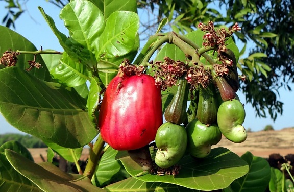 cashew træ, akajouæbler frugt