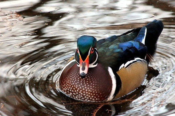 colorful duck, wood duck