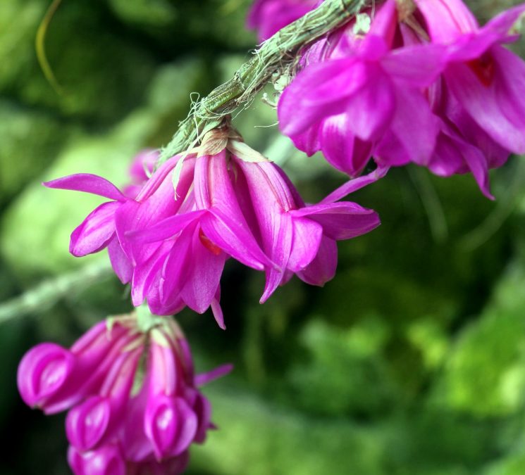 Dendrobium flor, pétalos rosáceos
