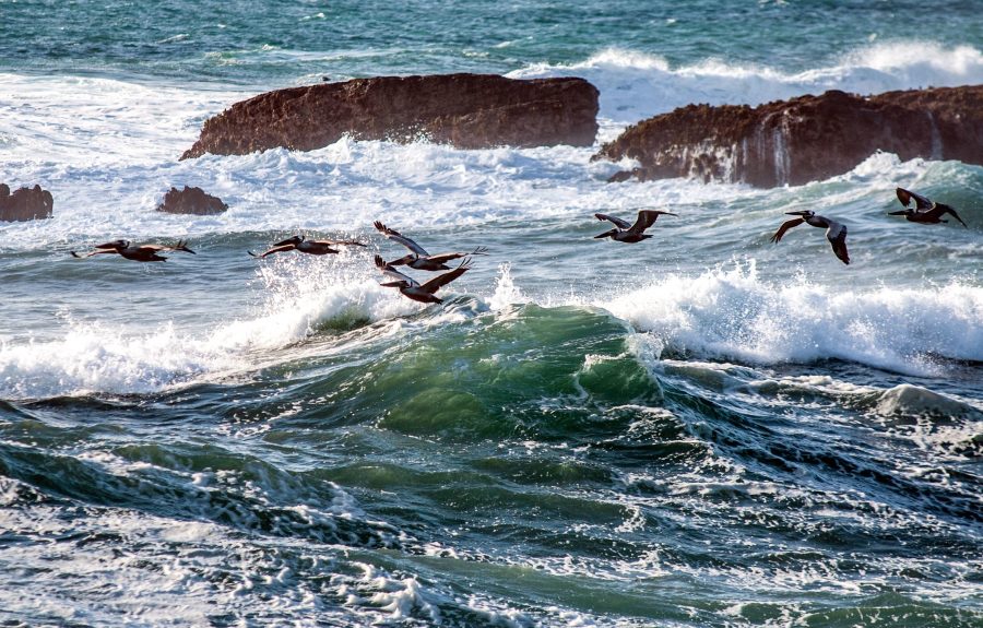 sea, waves, bids flying, ocean, rocks