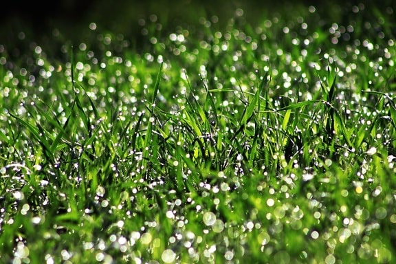 草坪, 夏天, 潮湿的田野, 新鲜, 水滴, 绿草