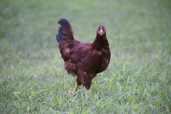 갈색 닭, 암 탉 조류, 조류, 동물, 동물군, 닭고기, 동물, 잔디