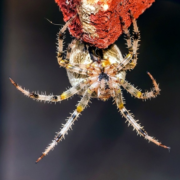 Laba-laba Taman Eropa, serangga, makro