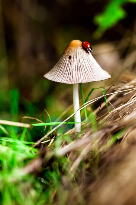 ladybug, mushroom