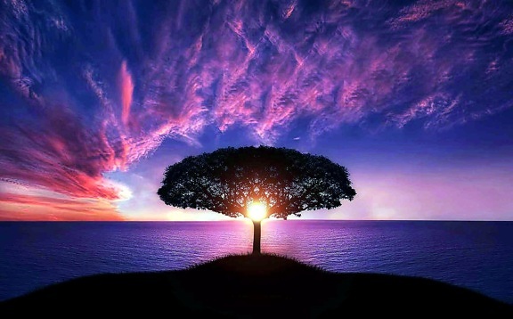 Sun, middle, tree, sunset over ocean, purple sky