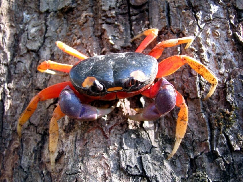 Imagem gratuita: Caranguejo Caranguejo da lua do dia das bruxas, animal,