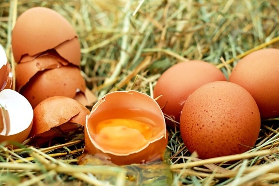 鶏の卵、割れた卵