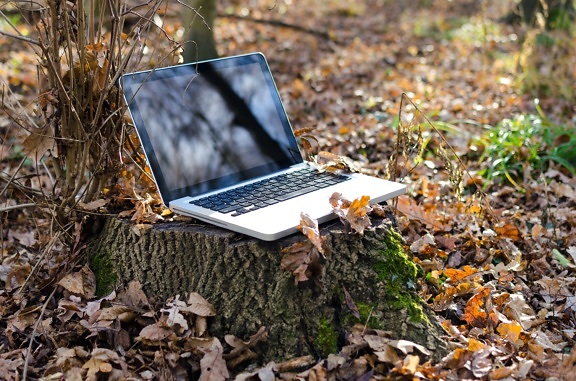 Herbst, Wald, Wirtschaft, Technologie, Wireless, Holz, Arbeit