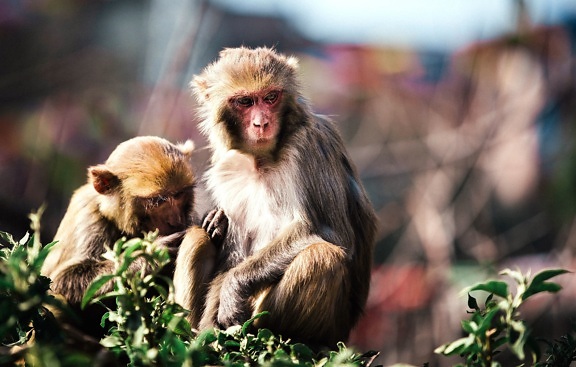 маймуни, примати, животните, дивата природа
