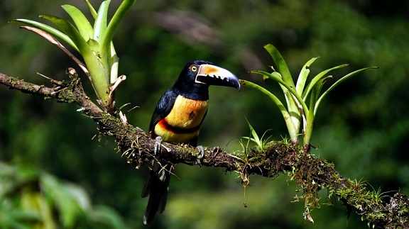 зелен тукан toucan на птица, тропически птици