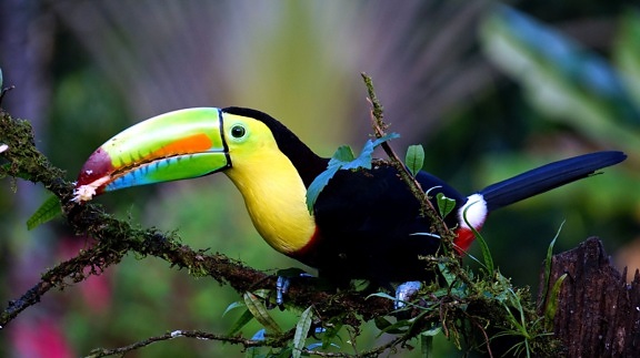 Toucan fugl, regnskog, dyr